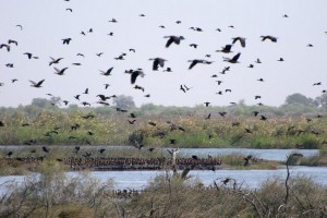 senegal 1000 volti 9