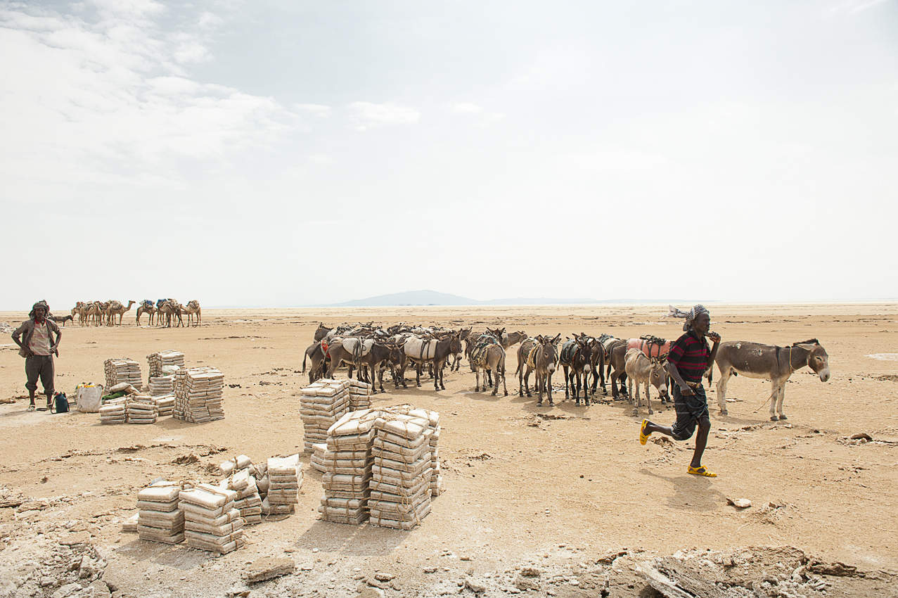 Along the Danakil Salt Way cheaper donkeys are replacing camels